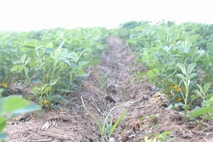 花生硼肥什么时间施用