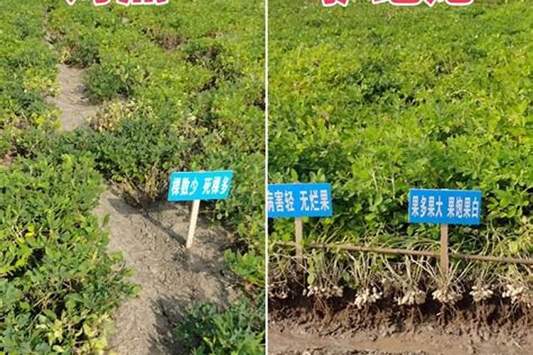 花生基施硼肥用量多少？