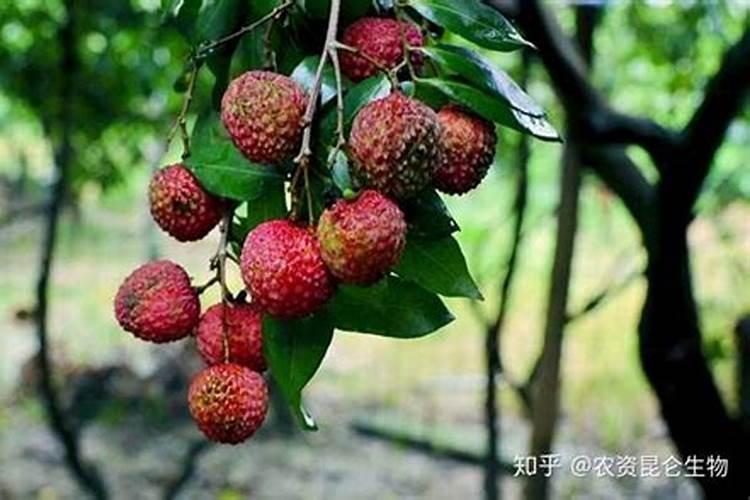 荔枝施什么肥好