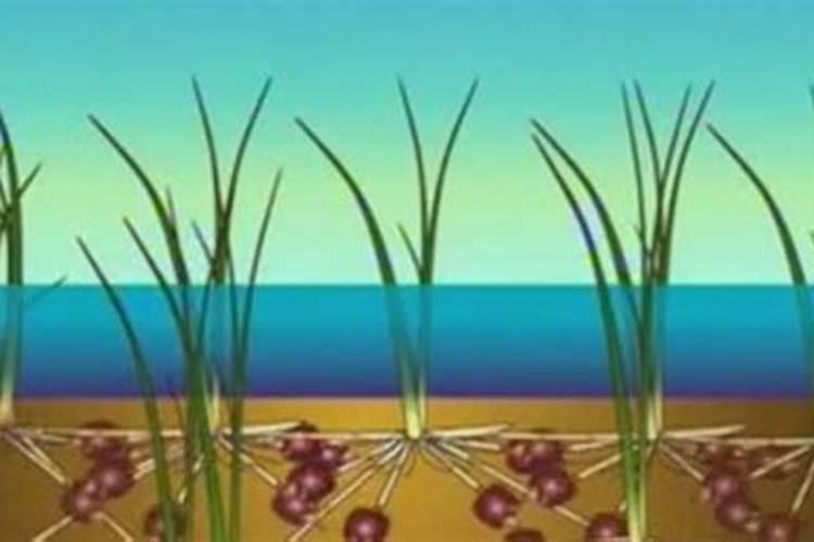 荸荠膨大期施肥了几天可以干田