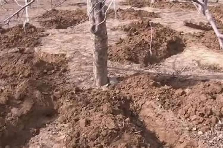 果树底肥正确的施入方法是什么？撒施或者沟施？