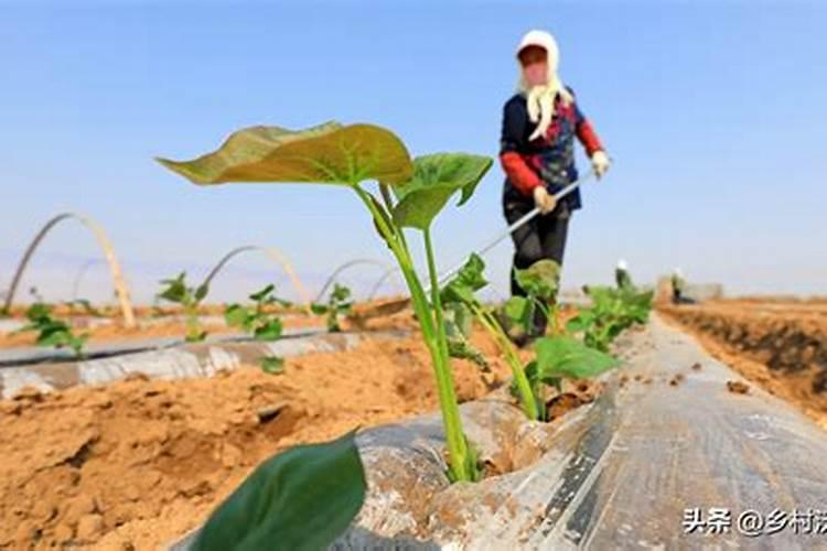 红薯最怕哪三种肥料？红薯正确的施肥方法,赶快收藏起来