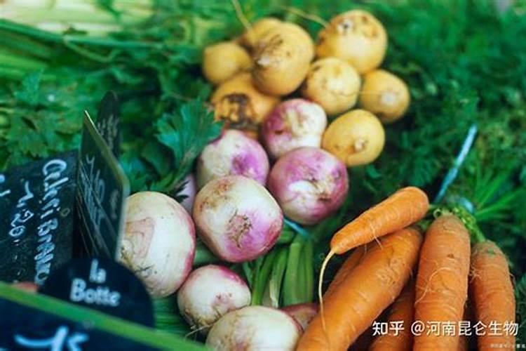 萝卜什么时候打根茎块膨大素？萝卜膨大期施什么肥料好？