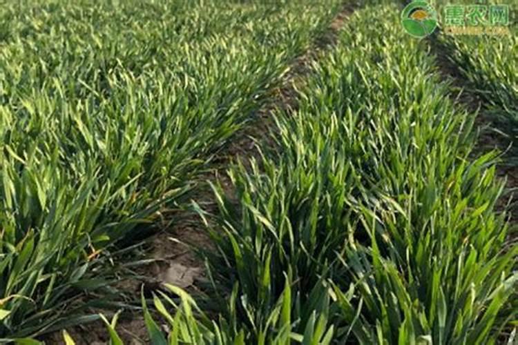 种小麦一亩地需几斤颗粒棚