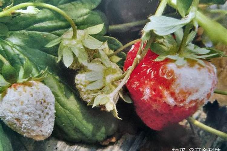 生物菌富硒肥,提高作物抗病能力效果怎么样？