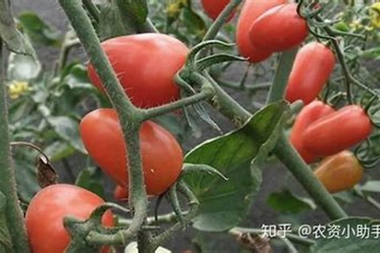 圣女果膨大着色增甜同步进行用什么肥最好