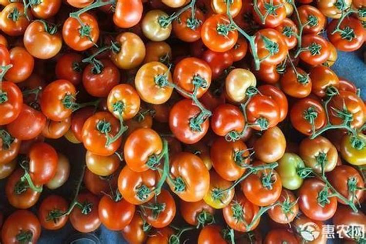 小西红柿口感甜是用什么肥