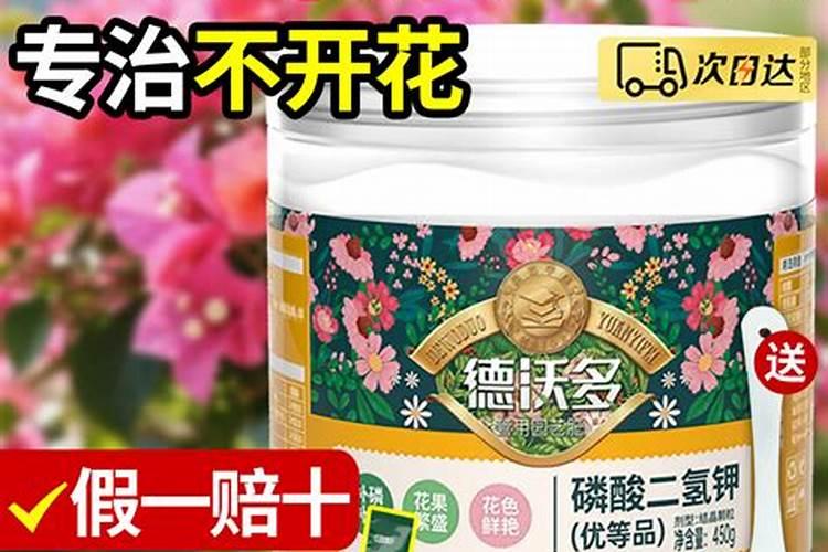 圣女果高钾肥的正确使用方法