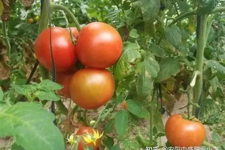 西红柿施什么肥料？西红柿高产用什么叶面肥好？西红柿增甜肥料金泰靓