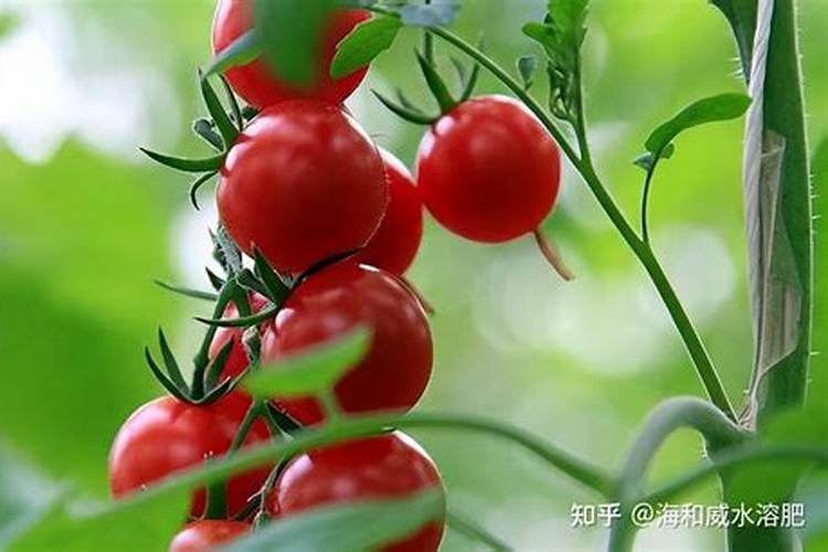 圣女果膨果用什么肥？李大哥选它不愁销路