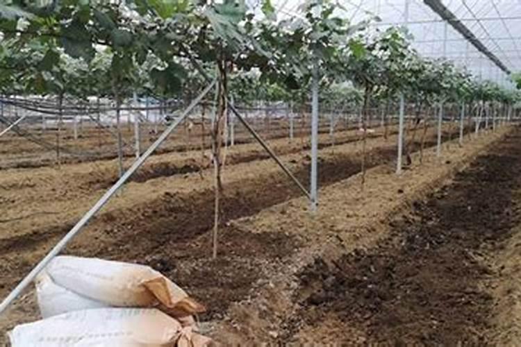 阳光玫瑰施肥用什么肥料合适