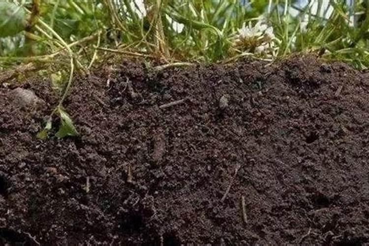 腐殖酸与有机质的区别？