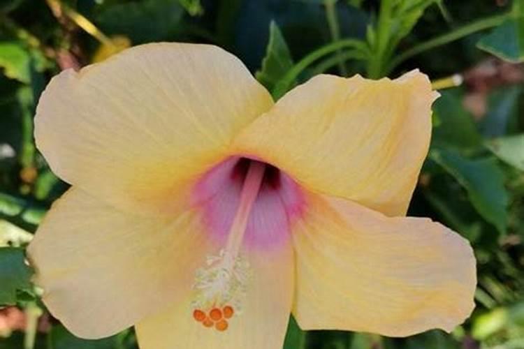 在种植扶桑花的时候,直接使用复合肥可以吗？