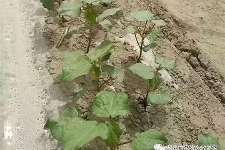 棉花苗期死苗严重怎么防治