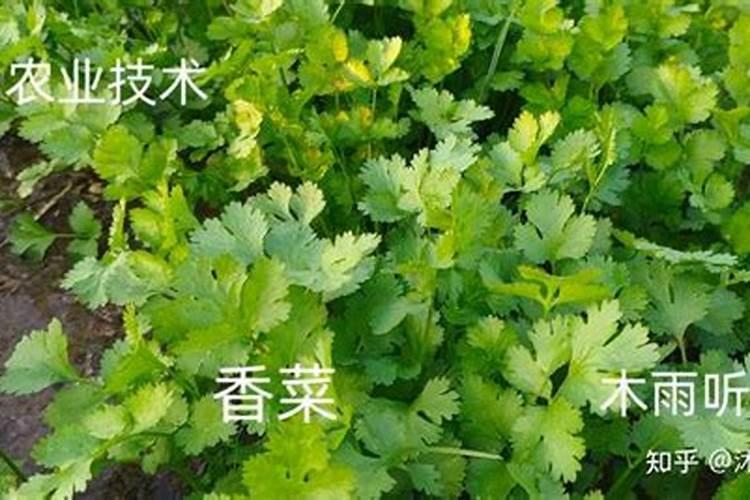 香菜的种植技术