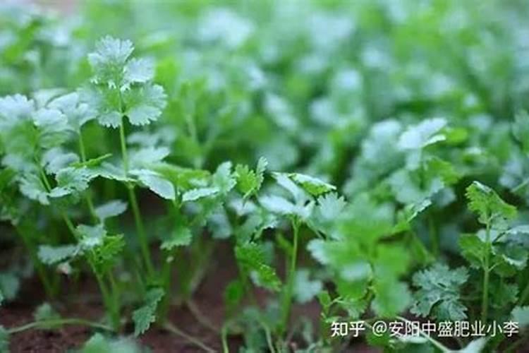 香菜施什么肥料长得快