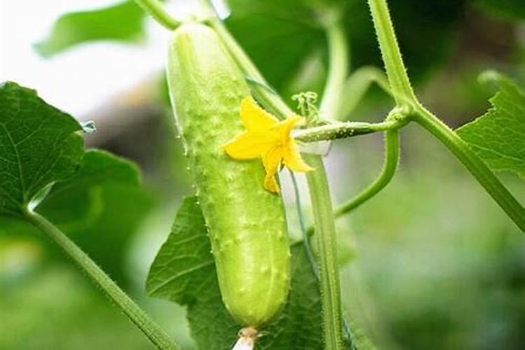 青瓜施什么肥最好