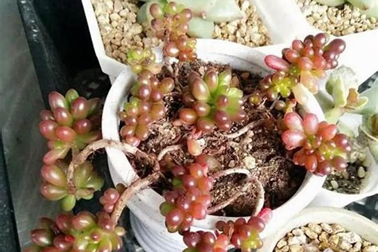 如何养护多肉快速长成大老桩