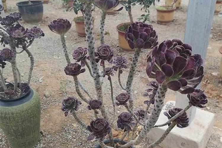 黑法师刚恢复生长怎么养护更健壮