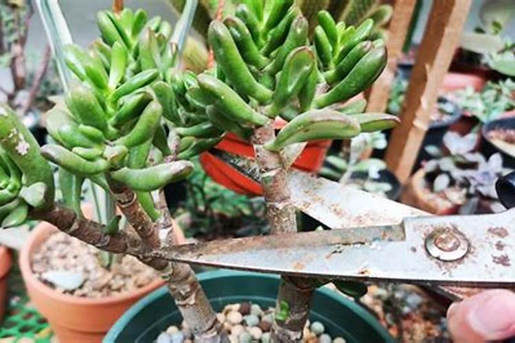 多肉如何掐心侧芽多又壮