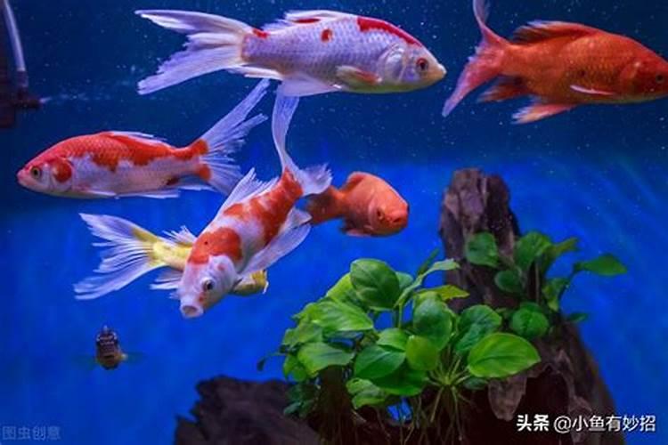 养鱼可以喂蛋白粉吗