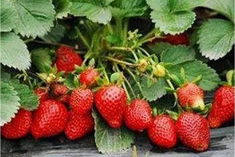 草莓苗是下雨之前灌根吗