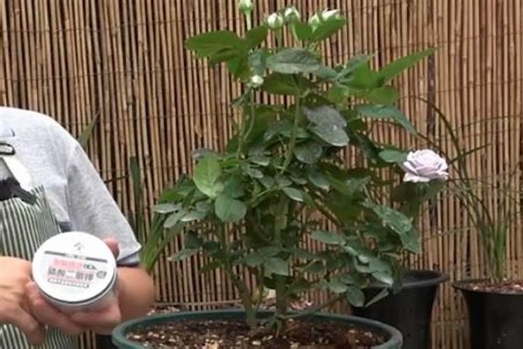磷酸二氢钾浇月季花使用方法