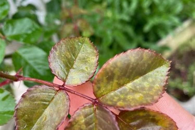 月季花施磷酸二氢钾肥料的正确用法