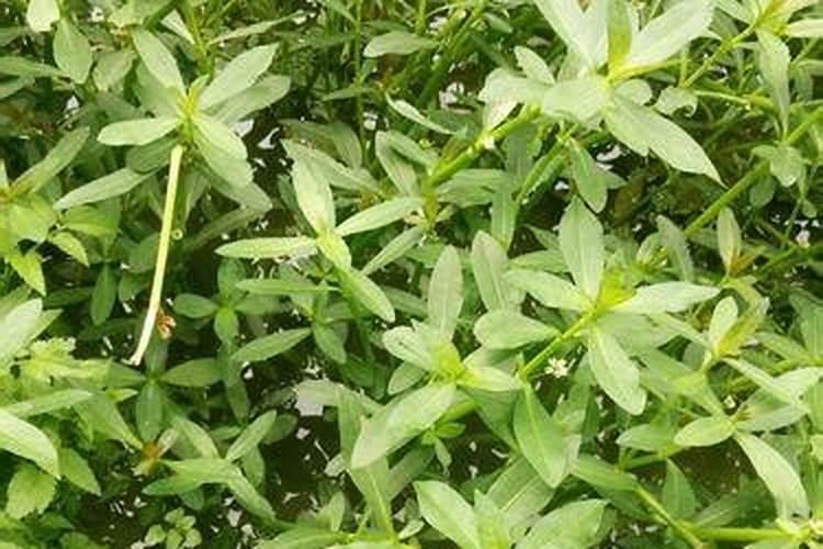 水花生怎么种植长的快