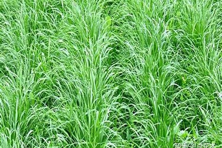 黑麦草的种植技术一年'可收割几次