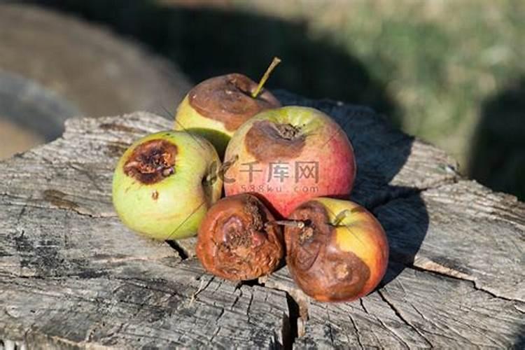 烂苹果含有氮肥吗为什么？