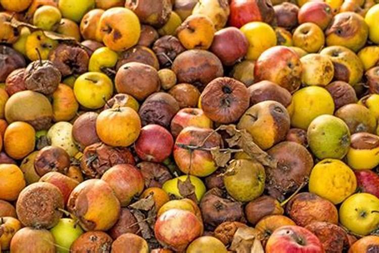 烂苹果能埋到果树下吗