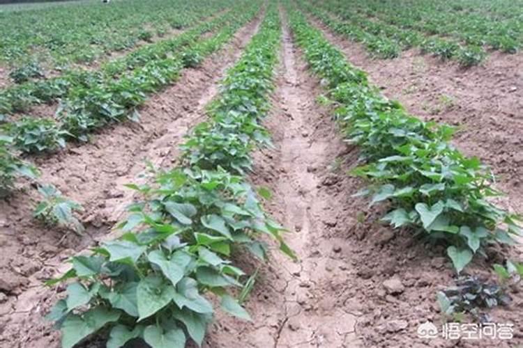“一窝红薯一把灰,红薯结成一大堆”,种植红薯如何选择底肥？