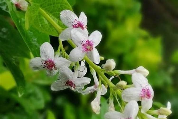 栀子花可以用鸡屎粪吗