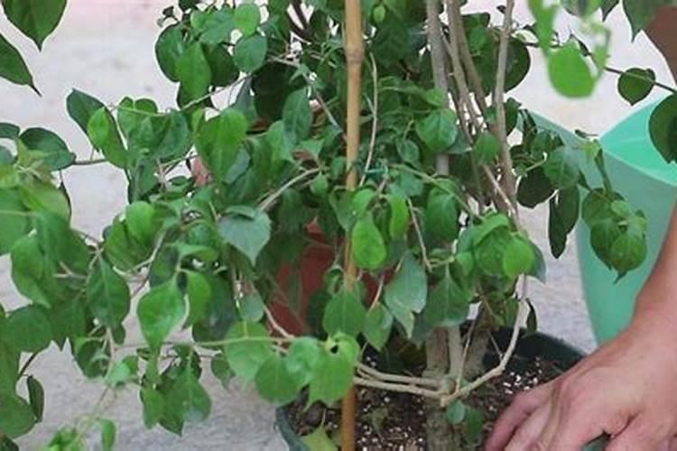 水梅开花期间怎么施肥？