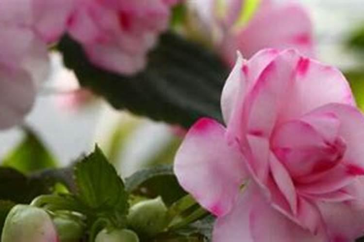 水梅掉花骨朵怎么补救