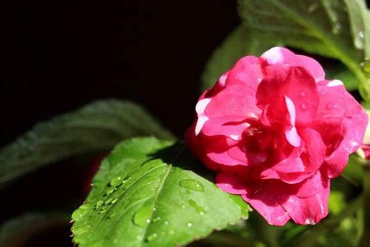 水梅水梅的养殖方法/水梅的养护知识