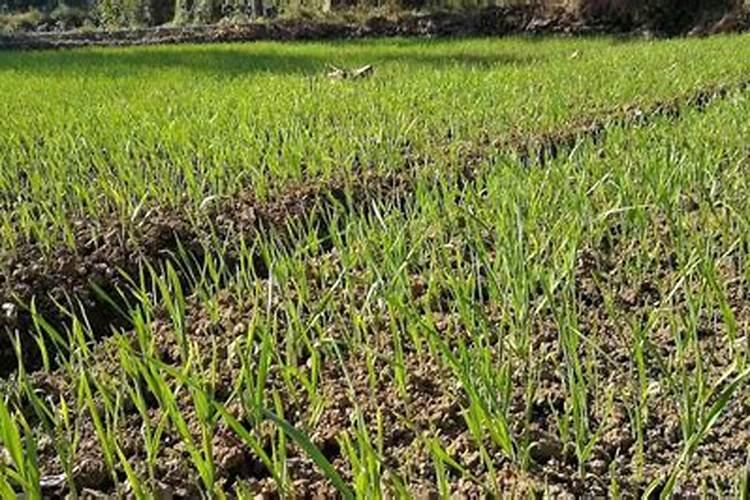 大蒜连种五年了,开始有发黄的死的怎么办