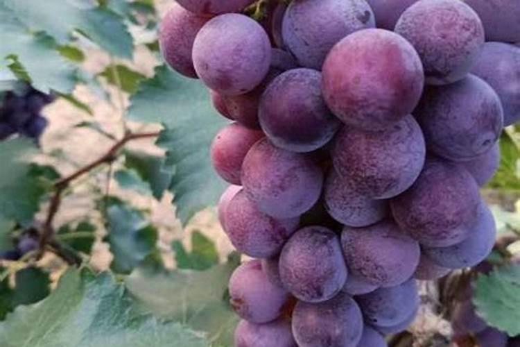 巨峰葡萄采摘完后施什么肥料？