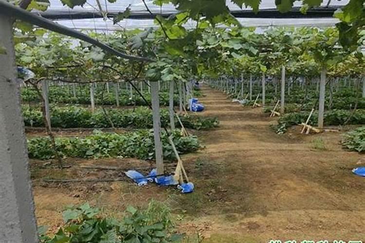 葡萄采摘后如何管理？谢谢!