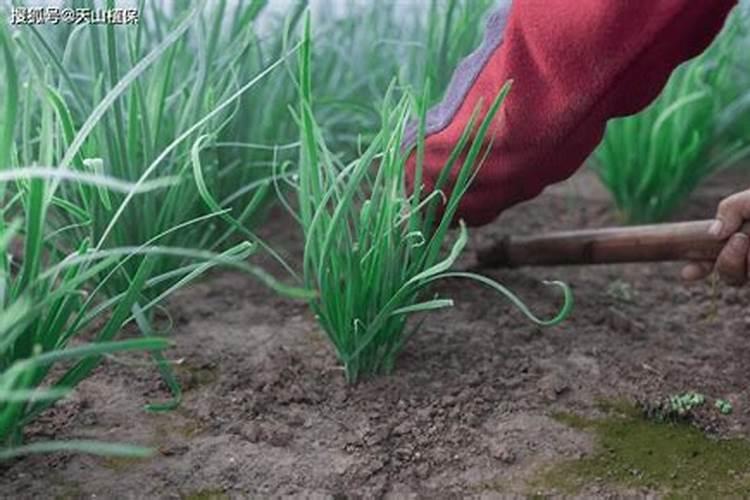 种韭菜如何进行施肥和日常管理？
