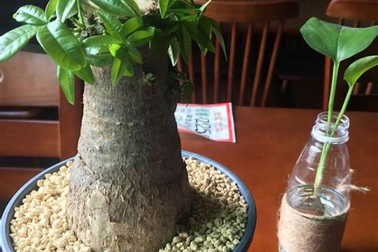 怎样让光杆发财树快速发芽