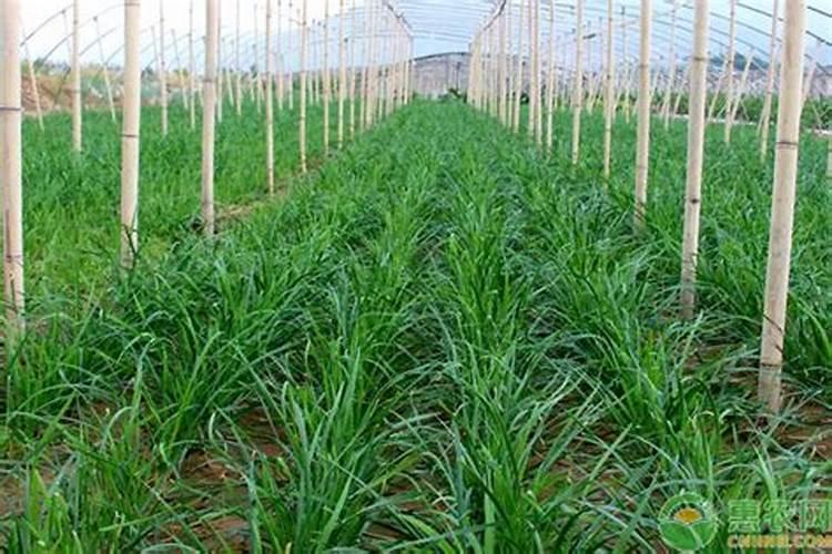 韭菜如何施肥可高产？韭菜高产施复合肥技术!