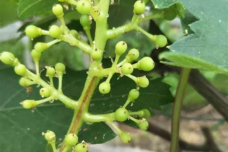 果树什么时候施什么硼肥最佳效果？