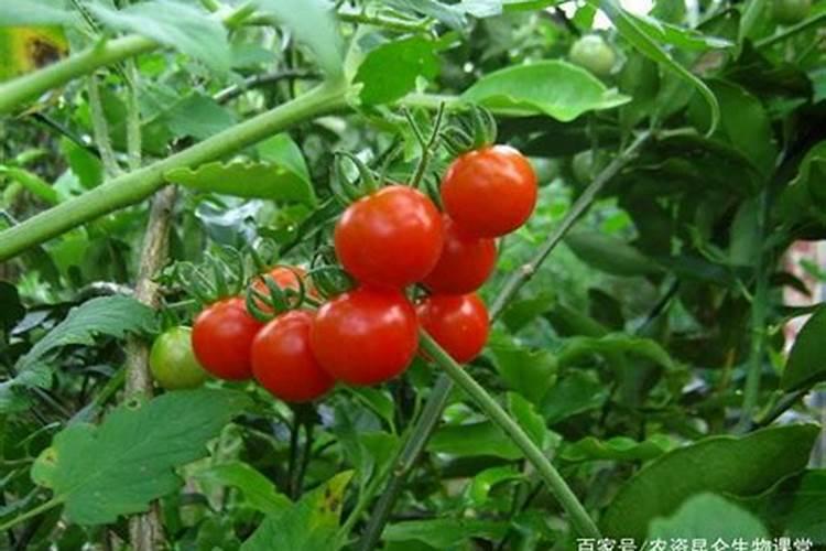 番茄结果的时候应该用什么肥？