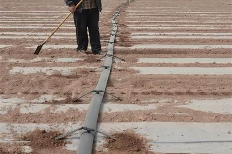 滴出苗水带多少斤磷肥最好用？