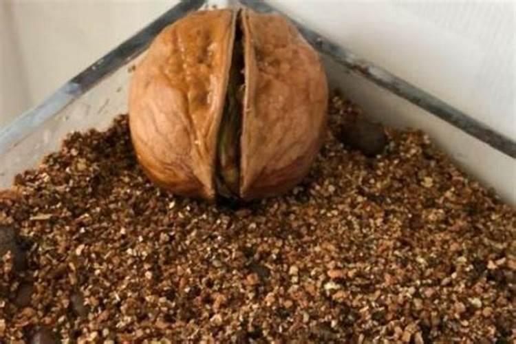 核桃怎么种植？