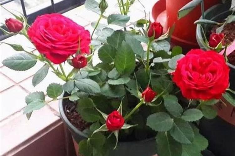 春夏月季开花后怎么养 春夏月季开花后如何养