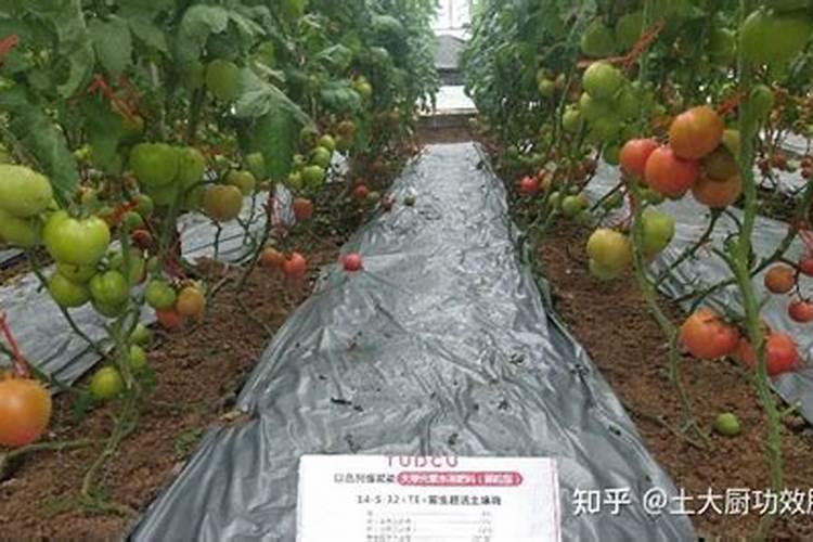 番茄转色期可以用202020的水溶肥吗？