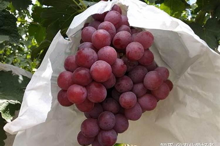 水溶肥果树灌根正确方法